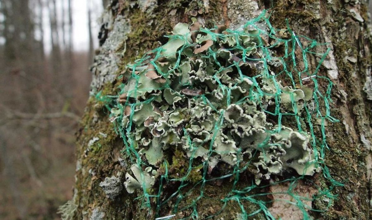 Oliiv-helksamblik kinnitati uuele puule. (Foto: Asko Lõhmus)