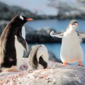 В Антарктиде погибли тысячи птенцов императорских пингвинов