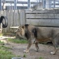 Tallinna loomaaed suletakse eriolukorra tõttu