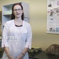 ÕPETLIK VIDEO │ Kuidas lõigata kassil küüsi