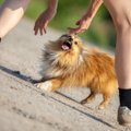 Loomaarst Tiina Toomet annab nõu: mida teha, kui võõras koer ründab?