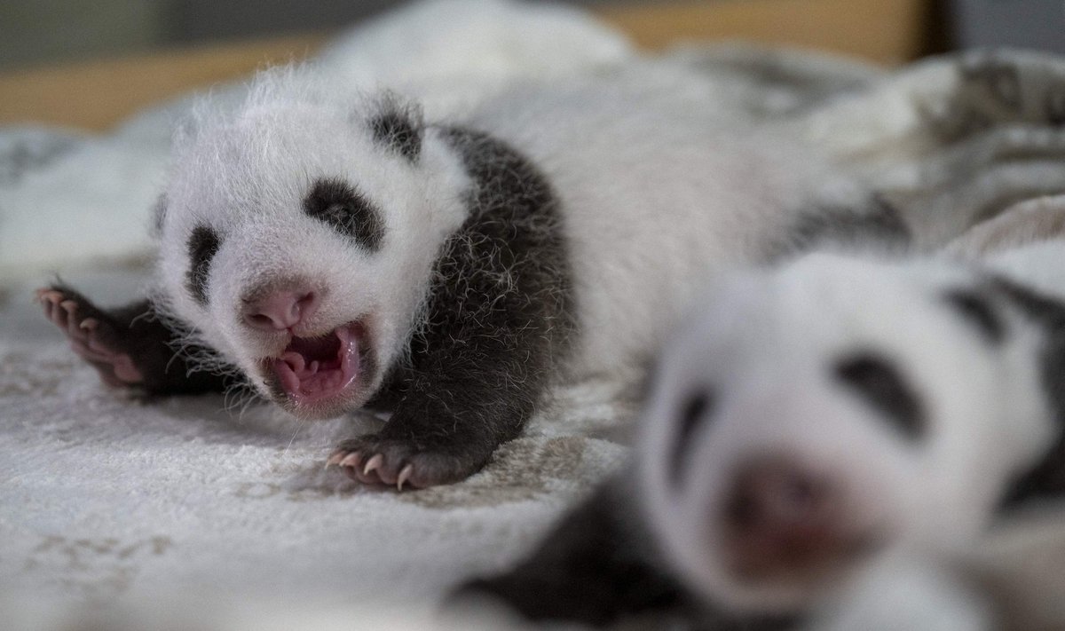 Pandakaksikud Berlini loomaaias