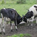 Eesti suuremad piimatootjate ühistud sõlmisid ühise tegevuse kokkuleppe