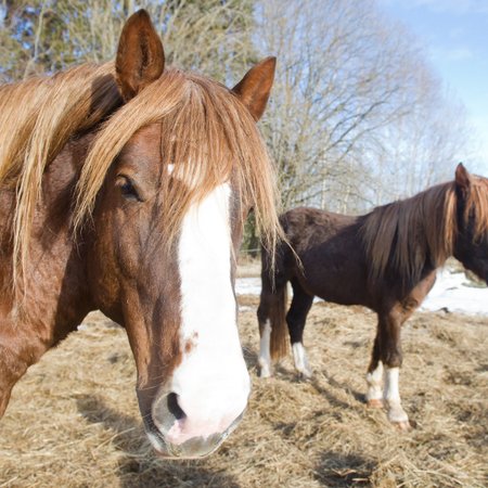 „Need loomad on ilmselgelt väärkoheldud.“ ERRi aastapäeva klipp ehmatas hobuseinimesi