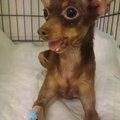 Šokeeriv juhtum, MTÜ Loomade Hoiupaik palub abi: kohutavaid piinu läbi elanud väikesel koeral murti ka lõualuu