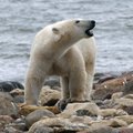 Kanadas tappis jääkaru oma lapsi kaitsnud mehe