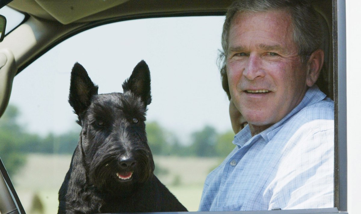 George W. Bush ja tema Šoti terjer Barney, kes suri 1. veebruaril 2013.