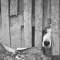 Suur võit loomasõpradele: Venemaal tänavate "puhastamise" eesmärgil kodutuid loomi hukata enam ei saa