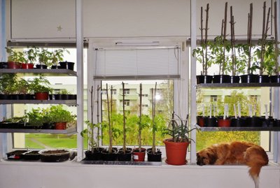 Korteri aknal on ettekasvatamisel tomati, lisaks kurgi, kõrvitsa- ja lilletaimed, all nurgas on koht usinale taimevalvurile - Kimmile.