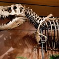 На границе России и Монголии таможенники изъяли кости динозавра