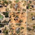 Botswanas on kahe kuuga salapäraselt surnud üle 350 elevandi