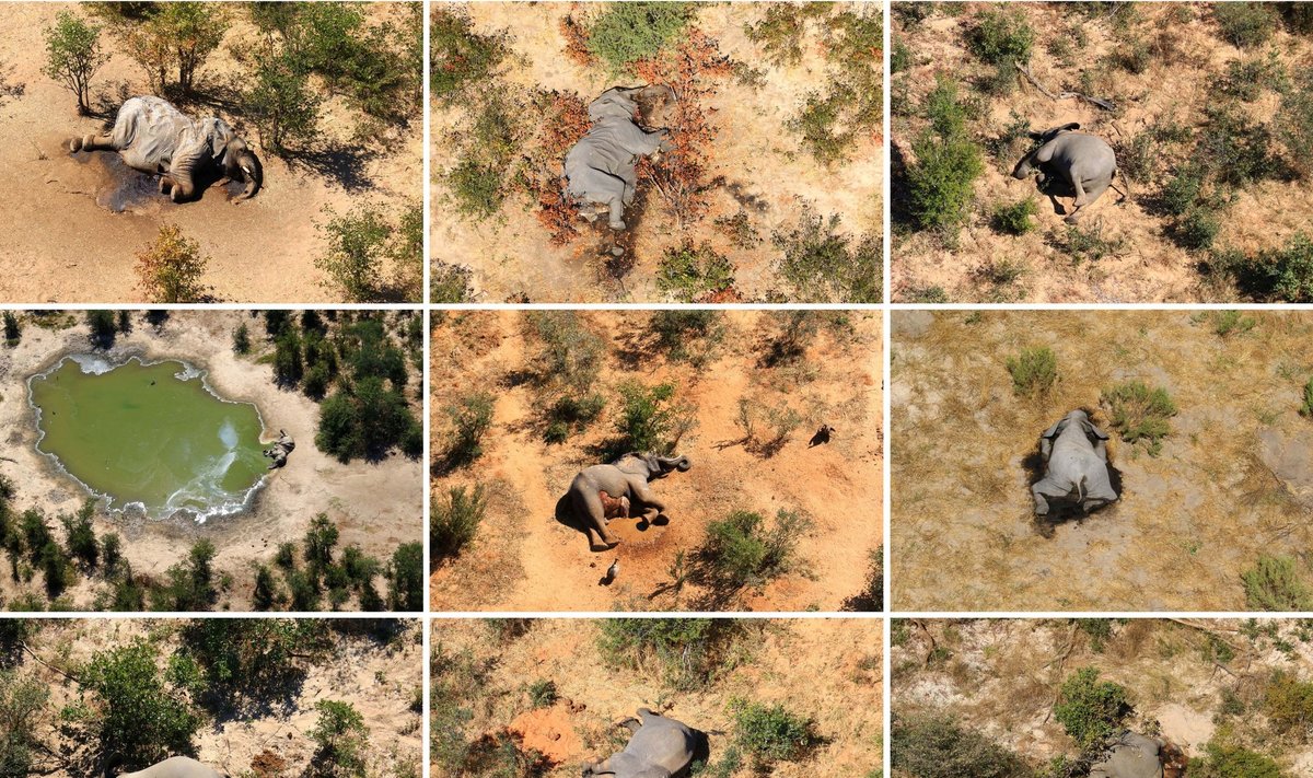 Dead elephants are seen in Okavango Delta