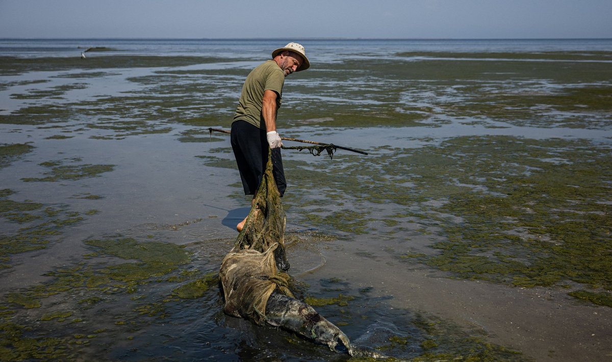 Ukraina kallastele on uhutud kümneid tuhandeid surnud delfiine. Riigi teadlased süüdistavad ökotsiidis Venemaad.