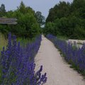 Rattaga Eestimaad avastama: vaata ja vali, milline neist viiest teekonnast sulle selleks suveks sobiks