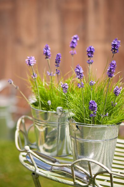 Lihtsad plekist ämbrid mõjuvad koos lavendliga elegantselt.