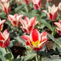 Цветущие тюльпаны, нарциссы и ярмарка дизайна в ботаническом саду