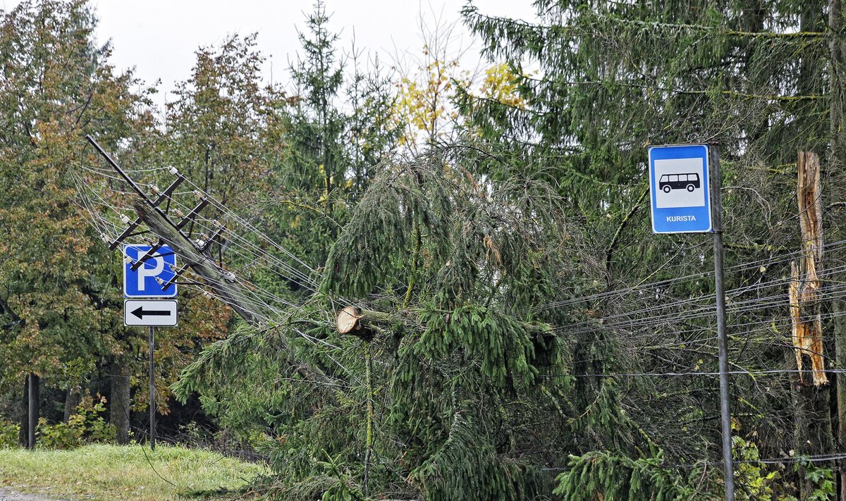 Tormituulte tagajärjel on langenud puu elektriliinidele.