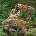 В Чехии окрестили потомство таллиннского тигра Боцмана и дали зверятам имена