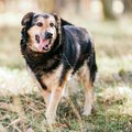 ФОТО | Коронакризис бьет не только по людям: служебных собак сократили и отправили в приют