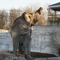 FOTOD | Tallinna loomaaia asukad valmistuvad kevadeks