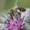Taimekaitsevahendi vale kasutamine võib maksta mesilaste elu