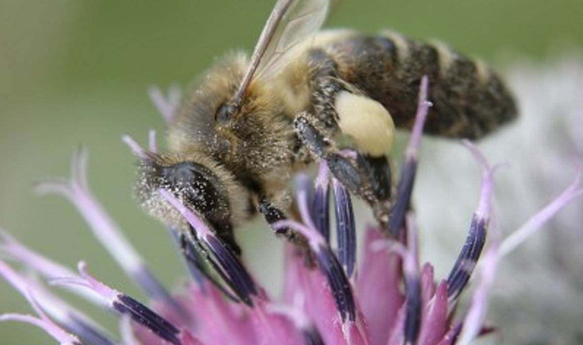Mesilane võib õietolmuga kaasa saada ka surmavaid pestitsiidijääke.