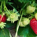 SPETSIALIST VASTAB | Mida teen valesti, et maasikad ei vilju?