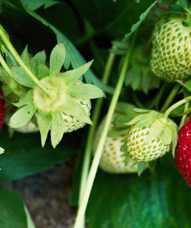 Kui osa maasikataimi viljub, osa mitte, võib põhjus olla seenhaiguses, mullastiku puudujääkides või selles, et kasvatatakse vaid ühesoolisi taimi.