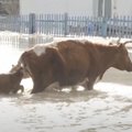 VIDEO | Looduskatastroof Kasahstanis: linnad on vee all, uppunud on 8000 põllumajanduslooma