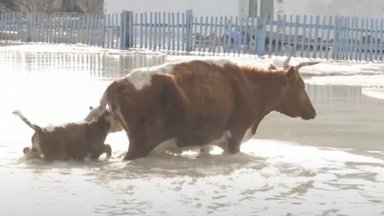 VIDEO | Looduskatastroof Kasahstanis: linnad on vee all, uppunud on 8000 põllumajanduslooma