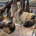 Почему в Таллиннском зоопарке регулярно погибают животные?