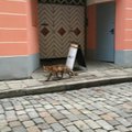 ФОТО: Таллиннский Старый город посетил своеобразный турист - лиса
