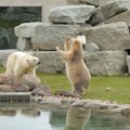 ÜRITUS | Tallinna loomaaias on tulemas meeleolukas jääkarude sünnipäevapidu – või hoopis lahkumispidu?