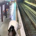 VIDEO | Raudteejaamas rongi oodanud reisijaid ehmatas platvormile kapanud hobune