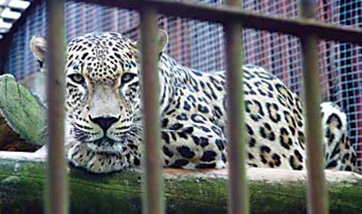 PULMAREIS: Tallinna loomaaia puuris laisklev sisse laenatud pärsia leopard pole hoolimata ponnistustest siinse kaasaga suutnud pesakonda soetada. Tiit Blaat