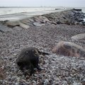 FOTO: Pirita rannas lebas surnud metssiga