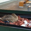 Гнездившаяся возле McDonald's в Тарту утка пропала вместе с гнездом