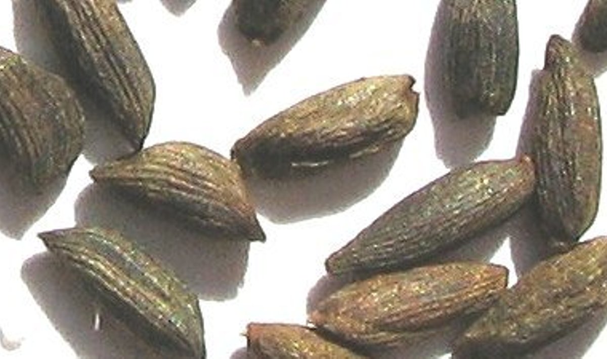 Salukõdriku seemned. Wikimedia Commons