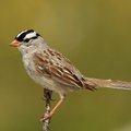 Koroonapandeemia ootamatu mõju: üks linnuliik õppis uuel moel laulma