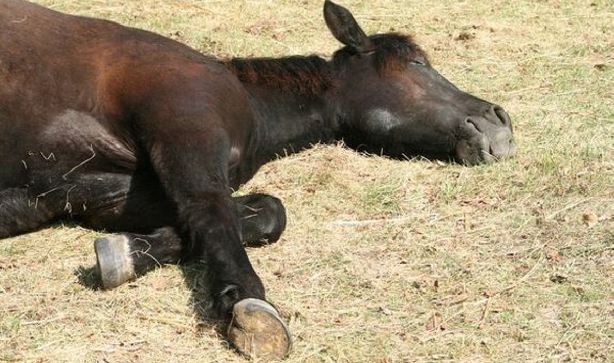 Hobustel esineb REM-und ainult siis, kui nad saavad pikali heita. 