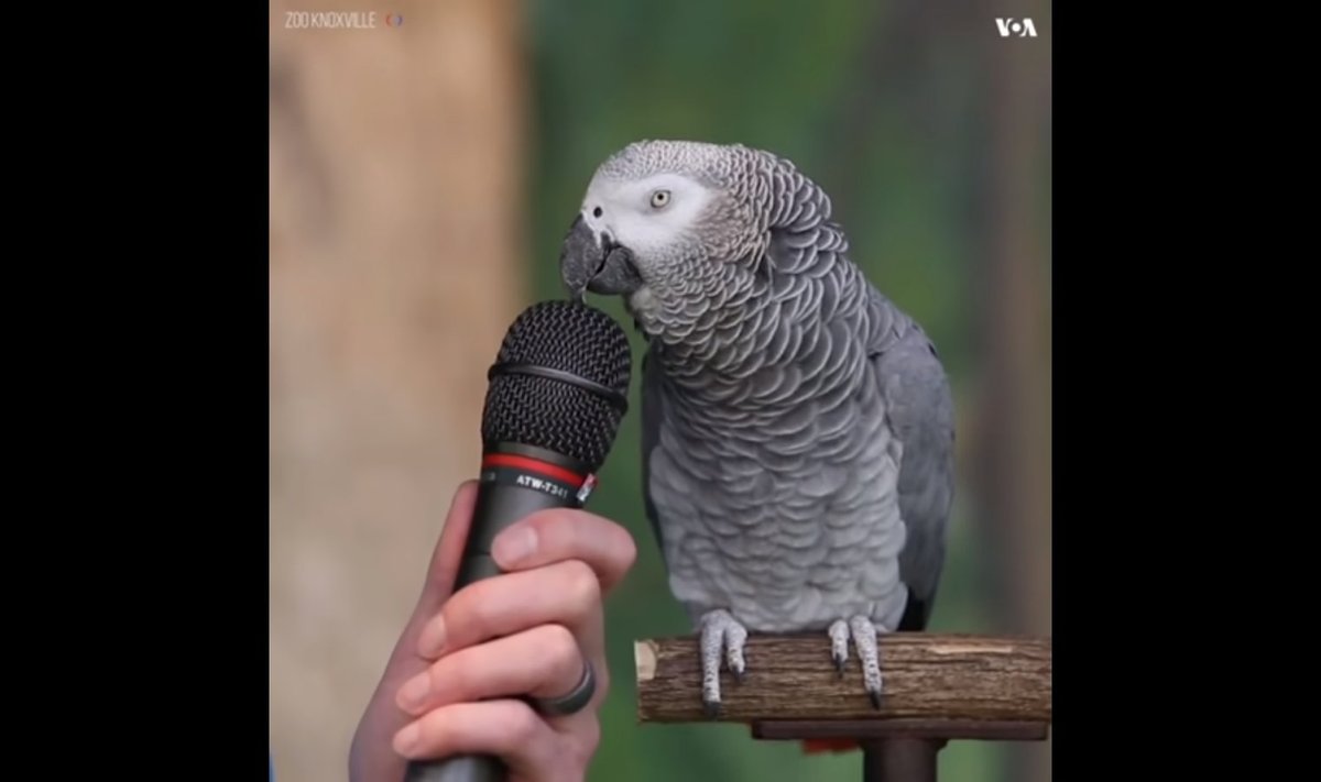 Papagoi intervjuu