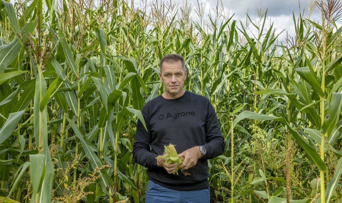 „Suutsin sel maisipõllul vähendada väetiste kasutamist juba 30%, samas saak on suurepärane,“ teatab Margus Lepp, et väetisekulu vähenes tänu oskuslikule vahekultuuride kasutamisele.