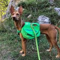 FOTOD | Eesti konsul päästis surmale määratud tõust koera