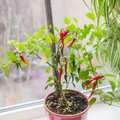 OMA KOGEMUS | Tšilli saab kasvuhoonest talveks tuppa aknalauale kasvama tuua