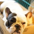 Eesti Loomakaitse Selts hoiatab | Ettevaatust! Turul müüakse kahtlase taustaga koerakutsikaid