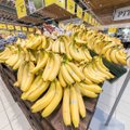 Приход Lidl вызвал ценовую войну. Rimi продает в Латвии бананы почти в четыре раза дешевле, чем в Эстонии