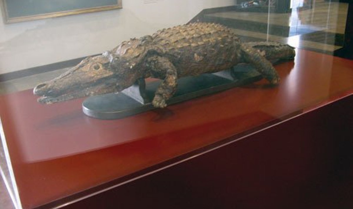 Na Coca krokodillitopis 17. sajandist Mallorcal. Foto: mallorcaphotoblog.com