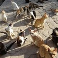 Первый кошачий парк откроют в Милане