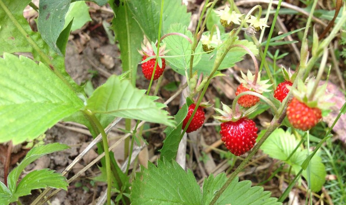 Metsmaasikad