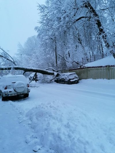 Paras purakas oli see puu, mis autole kukkus.